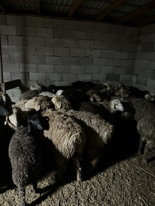 Қой тоқты сатылады