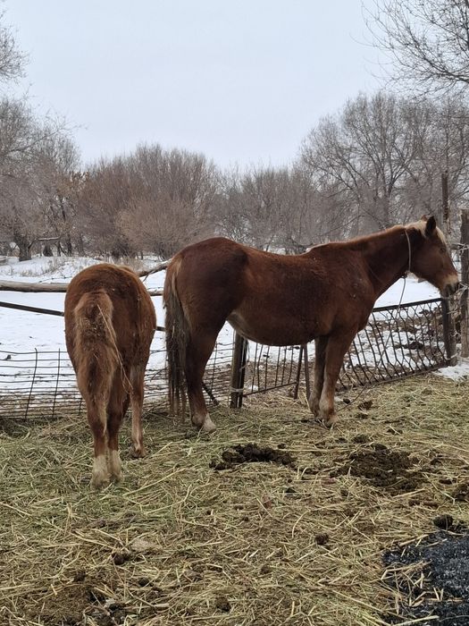 Продам  кобылу жеребую с кобылешкой