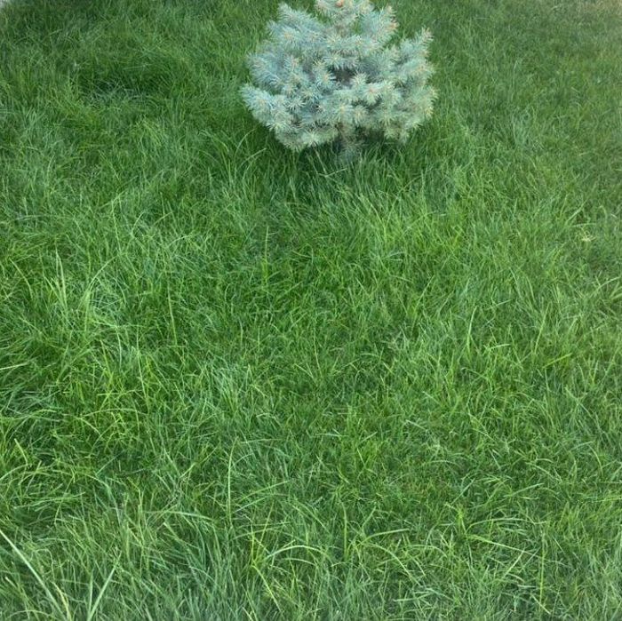 Газон. Готовый и семенами. Цена от 35.000