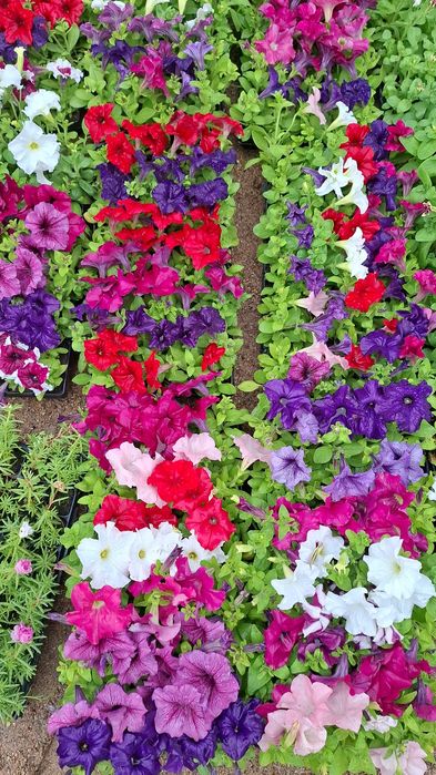 Продам оптом и в розницу петунью