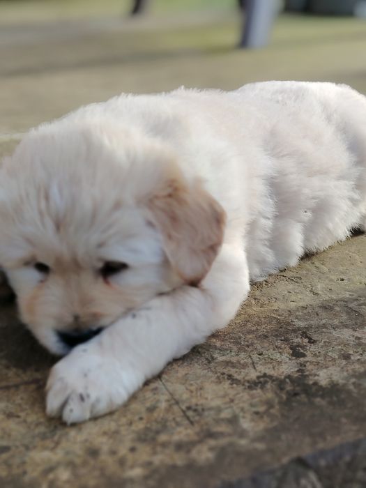 Băiețel golden retriever