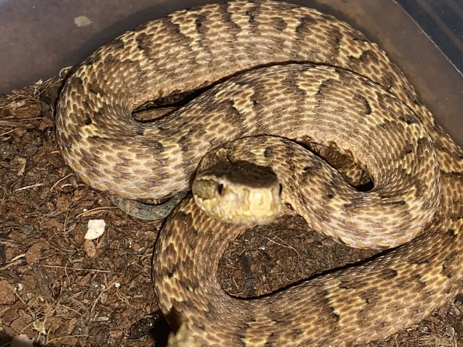 Самка усурийского щитомордника