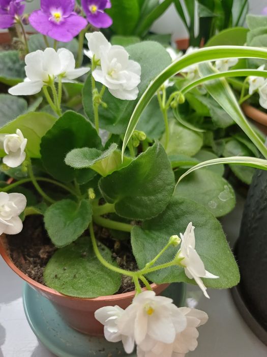 Цветы домашние  разные