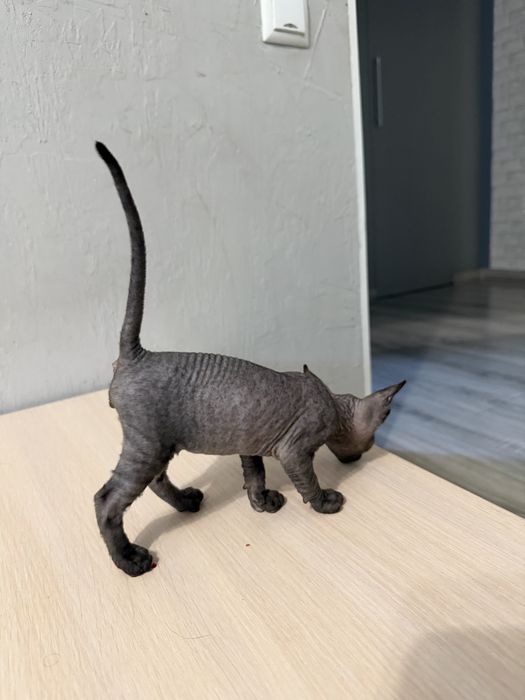 Котенок канадский сфинкс