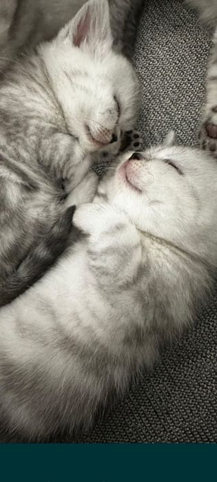 Продам котят 2''