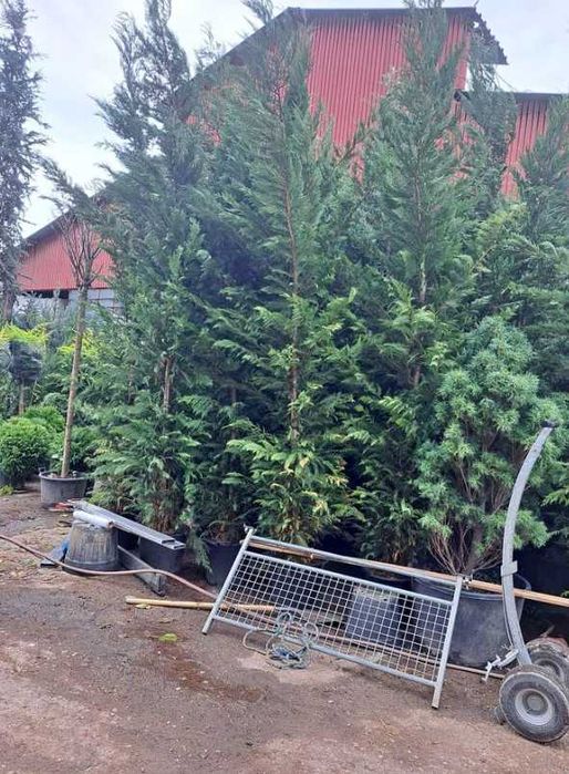 Plante Decorative Leylandii Cupressocyparis