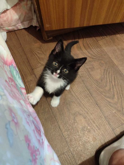 Отдам в добрые руки котят