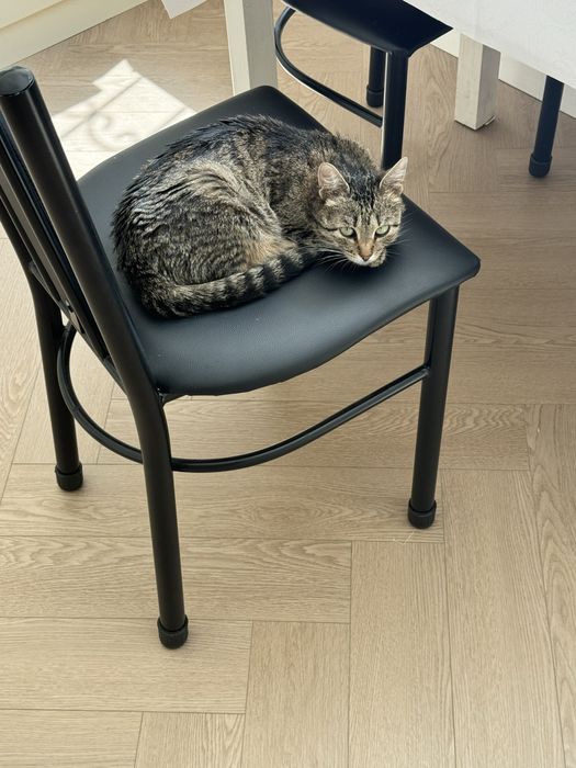 кошка мать ангелочков бесплатно