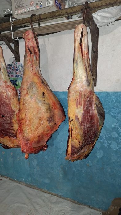 Продам пол туши кобылы