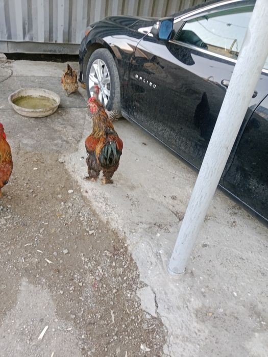 Продам петуха 4 года,