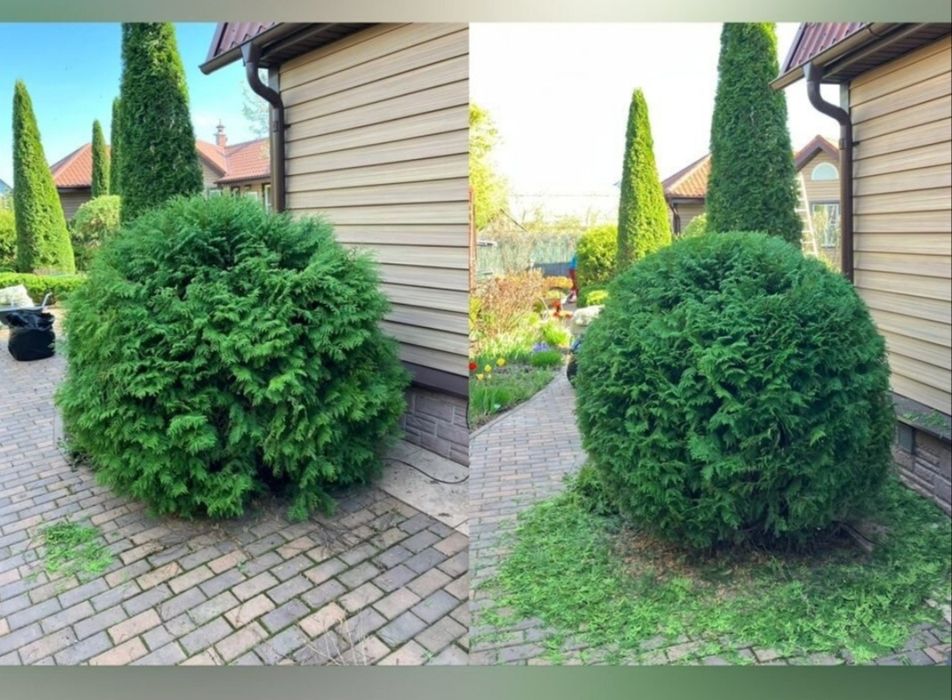 Садовник, Вогбон по городу Ташкенте работаю