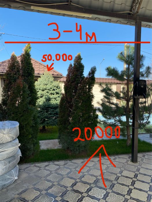 Елки и Деревья