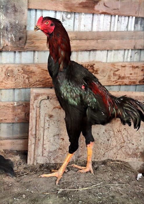 Петух дакан бойцовый