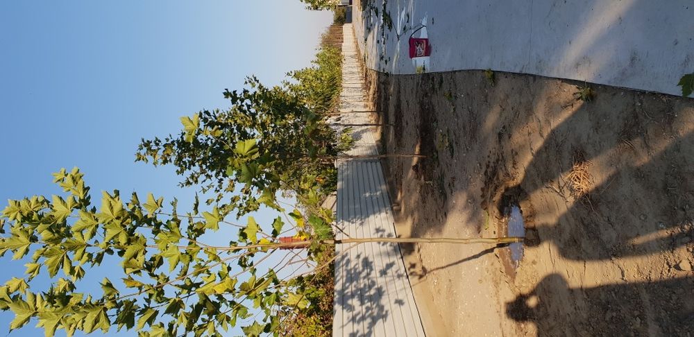 Vindem copaci foiosi platan de mai multe dimensiuni