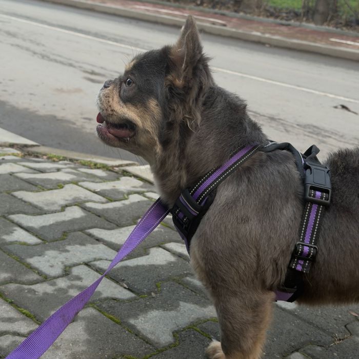 Fluffy френски булдог - женски