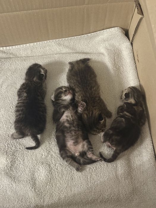 Котята шотланские