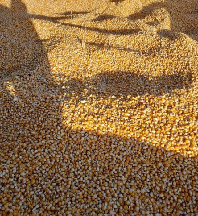 Vand porumb boabe graunte sticlos