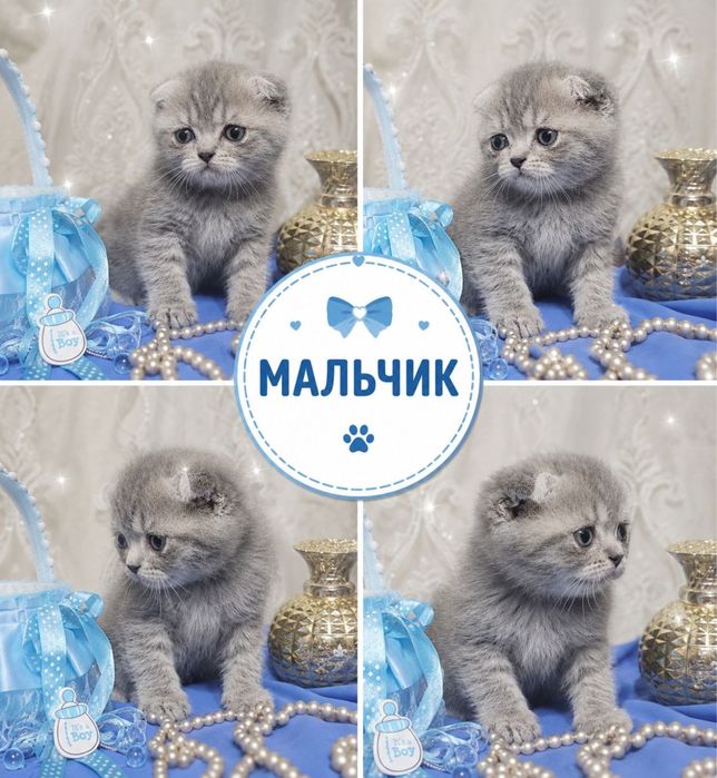 Котята скоттиш фолд и скоттиш страйт