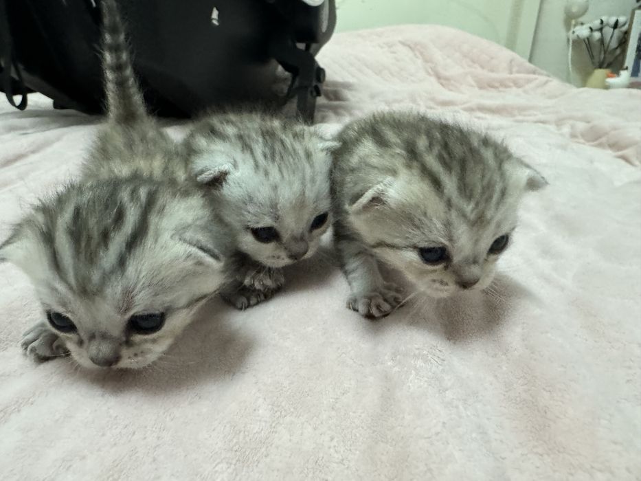Продам Шотландских котят