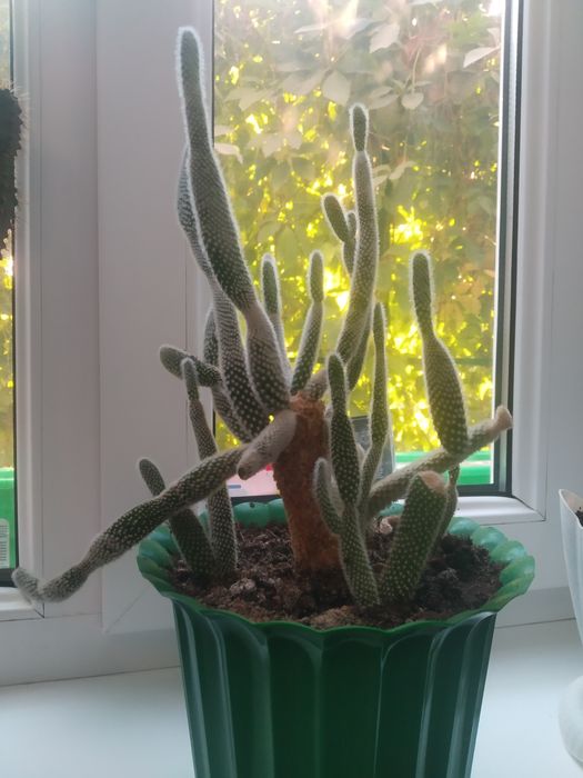 Распродаю разные комнатные растения