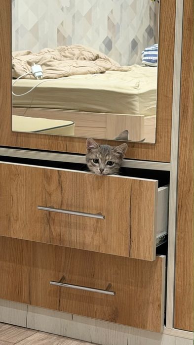 Котенок в добрые руки