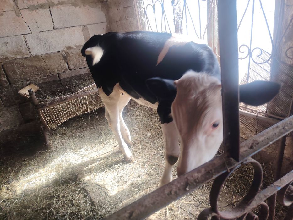Vitea baltata romaneasca