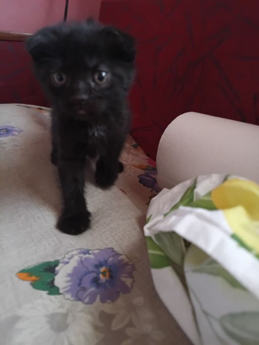 Котята не дорого