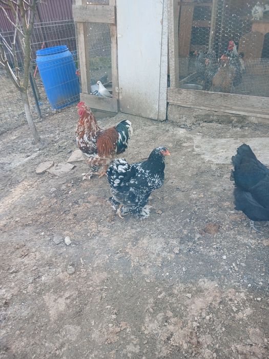 Cocoș  brathma portelan