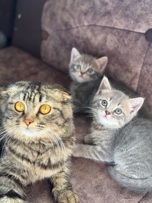 Mushukchalar Onasi bilan birga