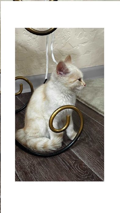 Отдам котенка в добрые руки!