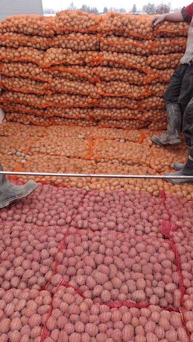 vand cartofi de samanta