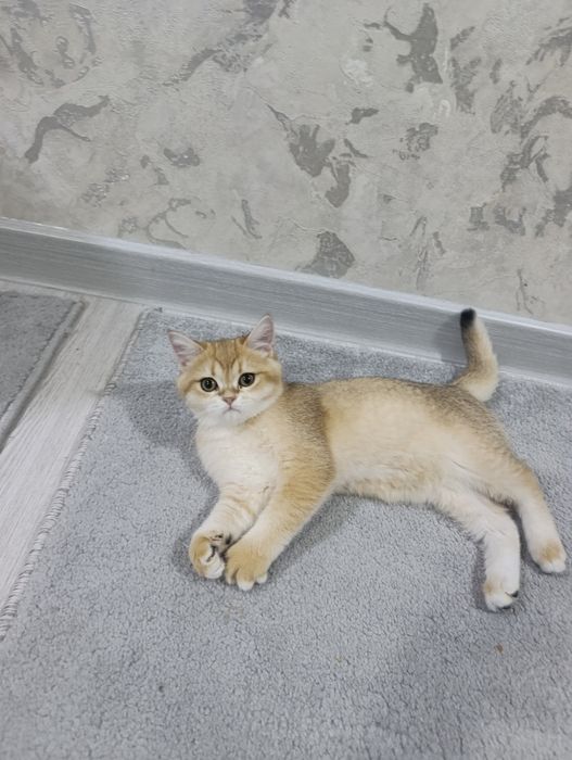 Кошка GOLDEN ШИНШИЛА продаётся хорошим людям