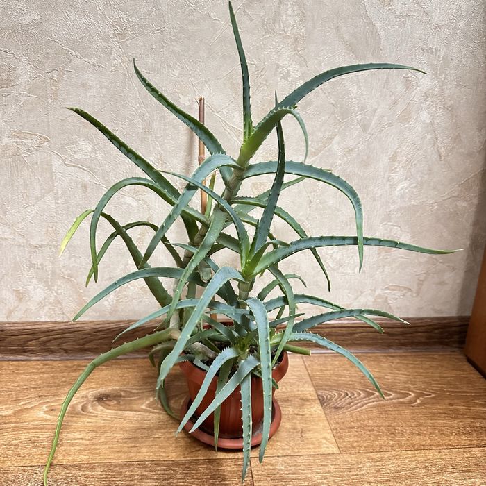 Продам Алоэ лечебное.