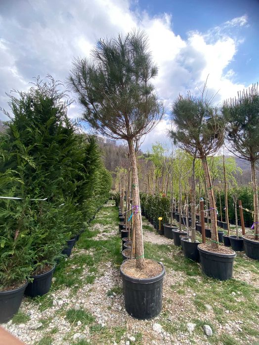 Amenajează-ți Grădina cu Plante Ornamentale