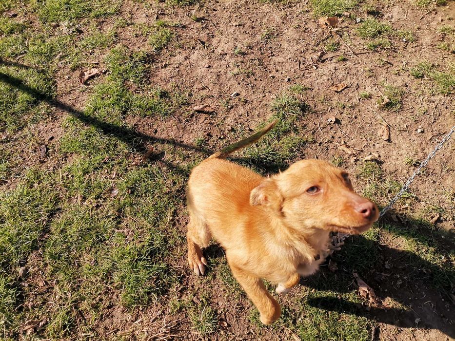 Мики спешно търси дом! Гр. Пловдив