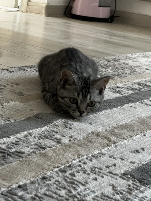 Кот, отдам в доброын руки