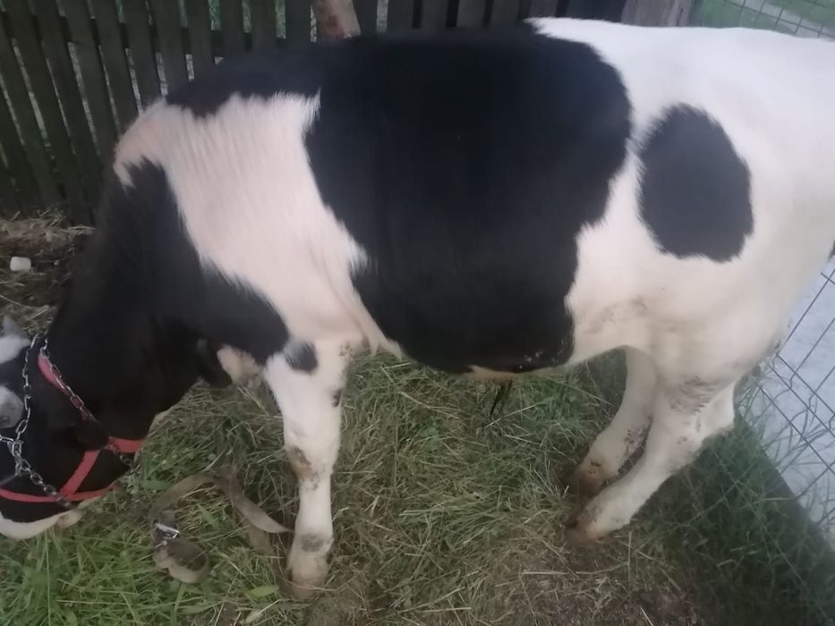 Vând junc de 10 luni