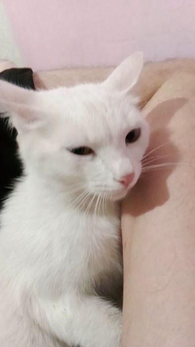 Пропала кошка Алиса