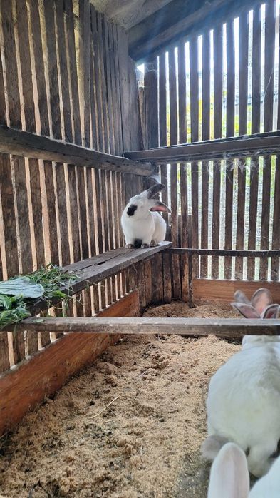 Vând iepuri Urias de Transilvania.Preț 170 lei negociabil.