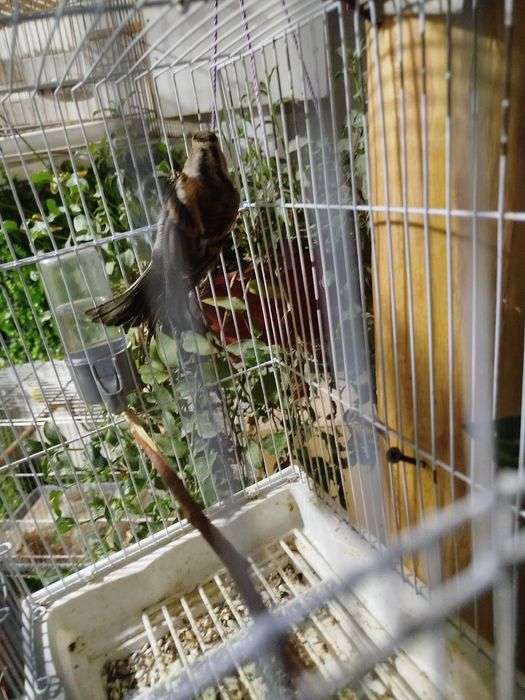 Вюрок самка                  .