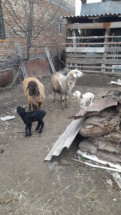 козылы койлар сатылады