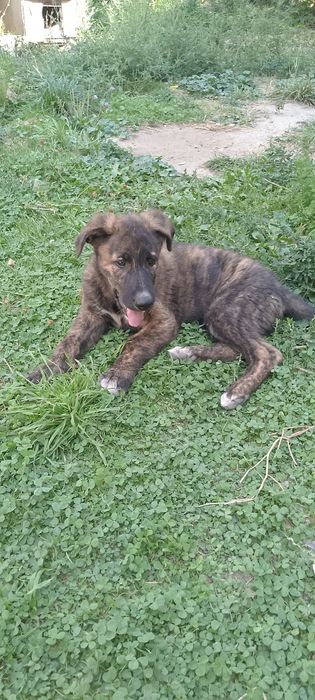 Сабаку харошие руки