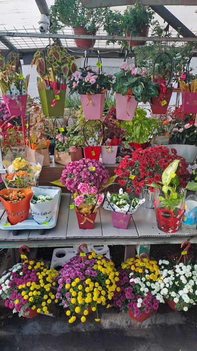 Panselute,nasturasi,primule,etc,livrare gratuita la domiciliu!