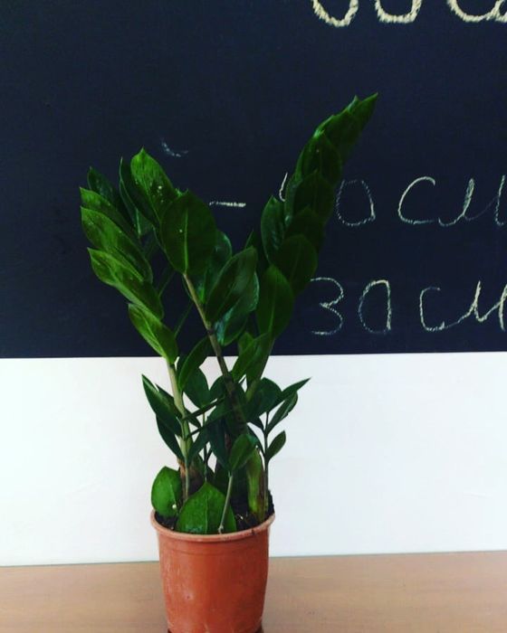 долларовое дерево