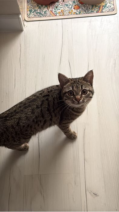 Кошечка 7 месяцев