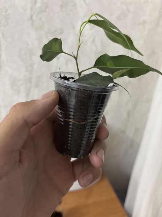 Фикус  бенджамина