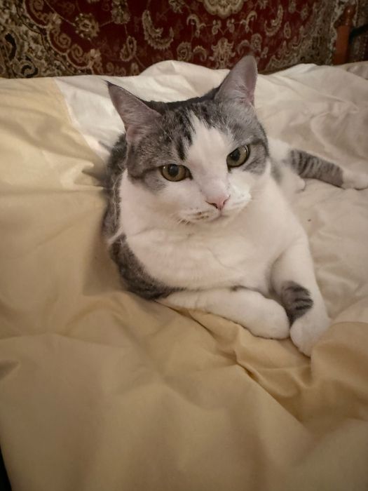 Отдам кота в хорошие руки