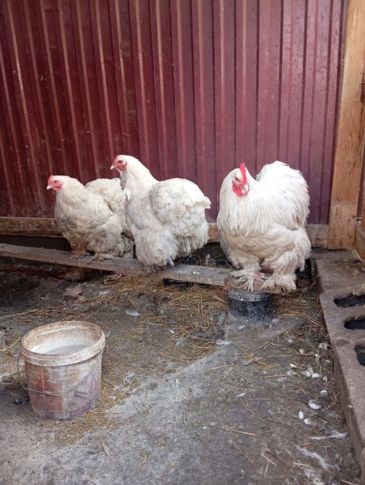 Тауык кохинин.                    .