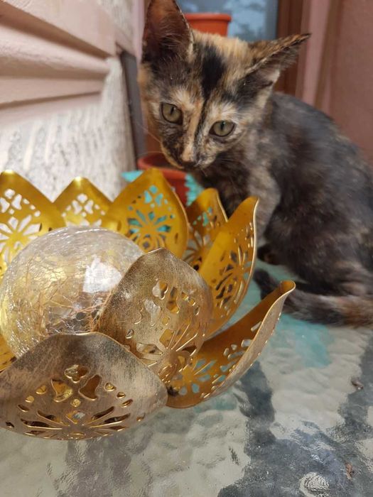 Ofer spre adoptie o pisicuta de 4 luni, dulce si iubitoare