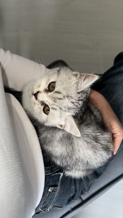 Продаётся котенок “Scottish Straights”